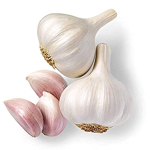Whole Garlic Whole - Fresh Garlic