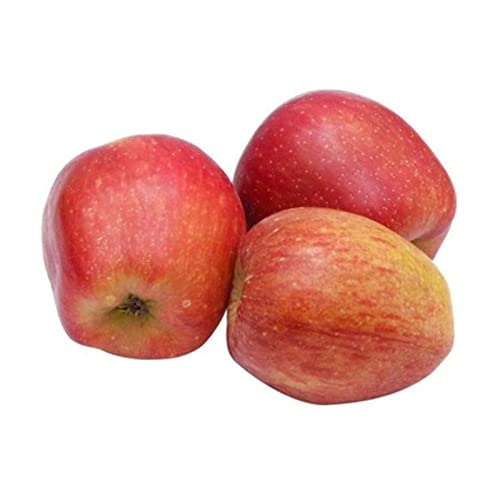 Kashmiri Apple Fresh Fruit