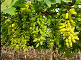 Grapes - Green Seedless Grapes - Sonaka -Seedless Grapes in Hyderabad Online