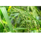 Lazy Shoppy Proso Millet | Proso Millets | Panicum Miliaceum | Naturally farmed, Gluten Free, Low GI and High Fibre